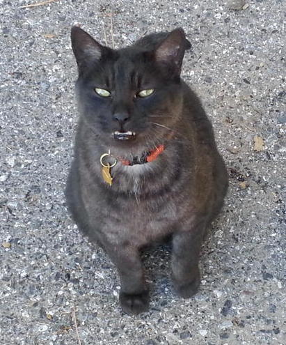 Bear, Chief Mouser to the Observatory